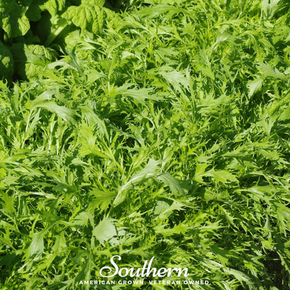 Mizuna Early Mustard – 100 Seeds