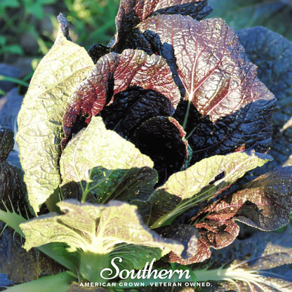 Red Giant Mustard – 100 Seeds