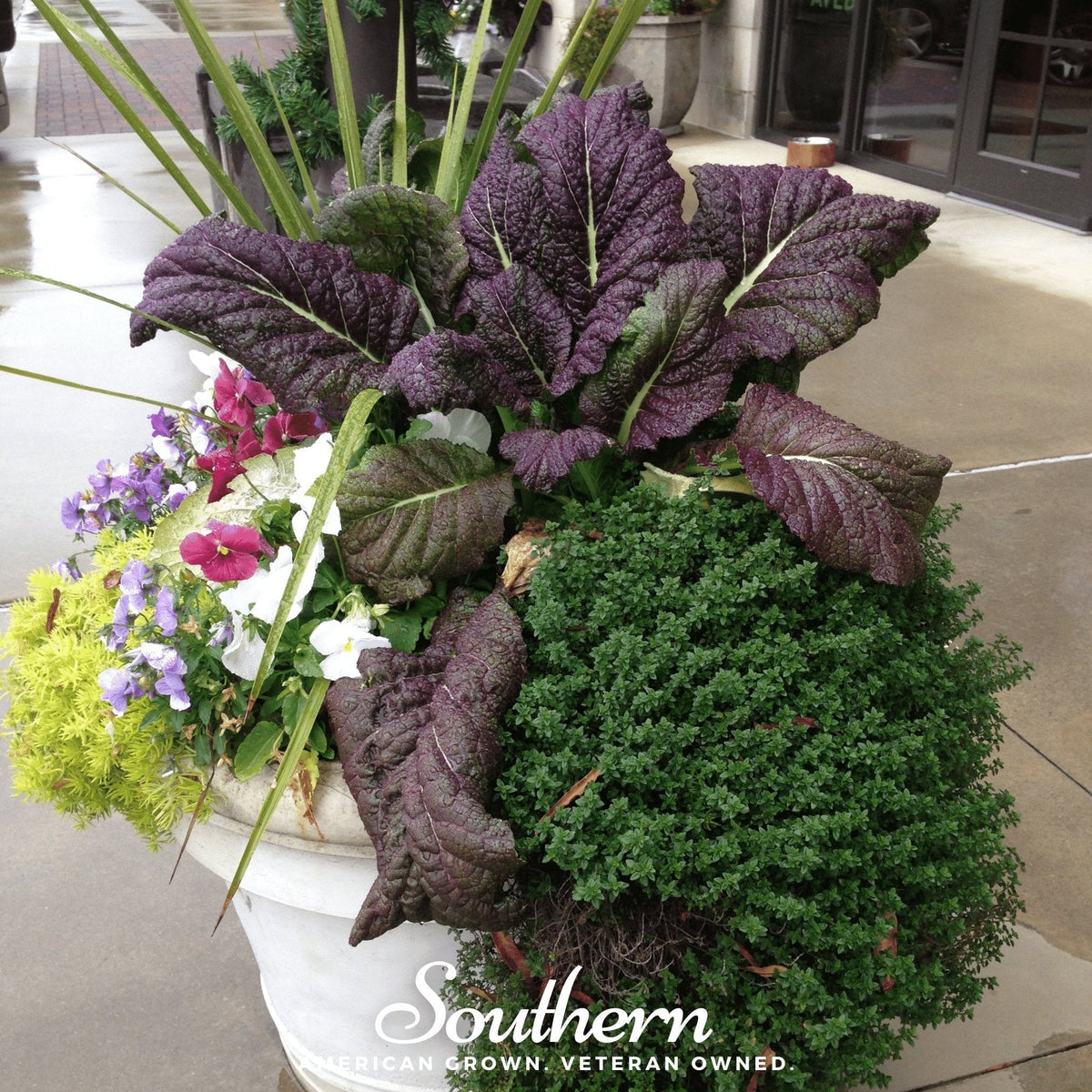Red Giant Mustard – 100 Seeds
