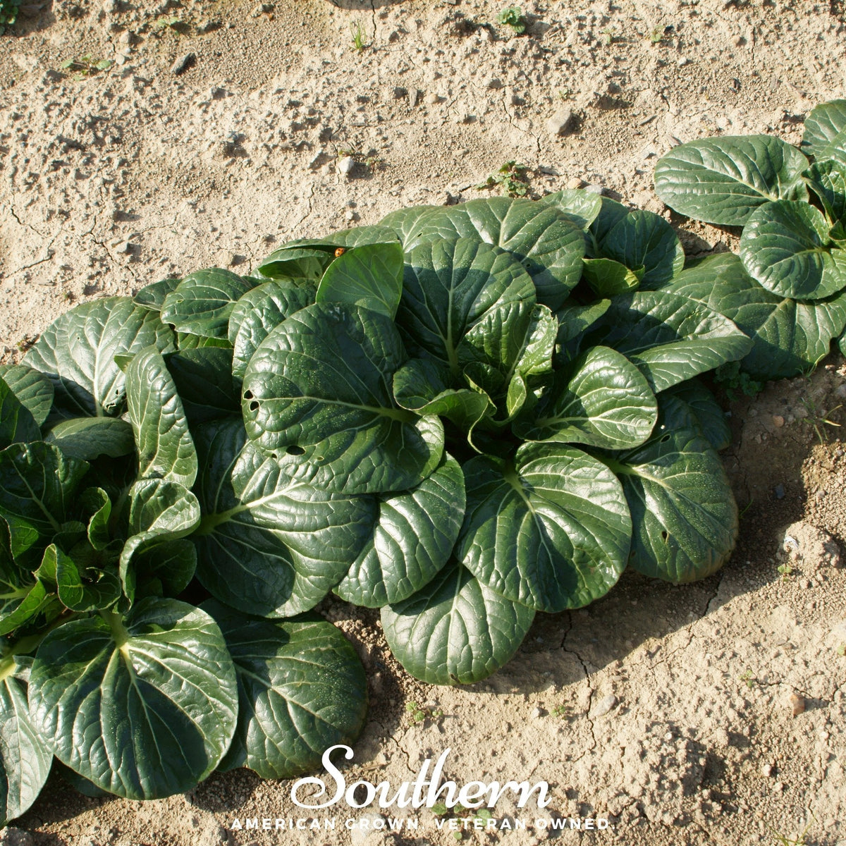 Tatsoi Mustard – 100 Seeds