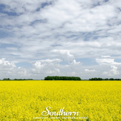 Yellow Mustard – 200 Seeds