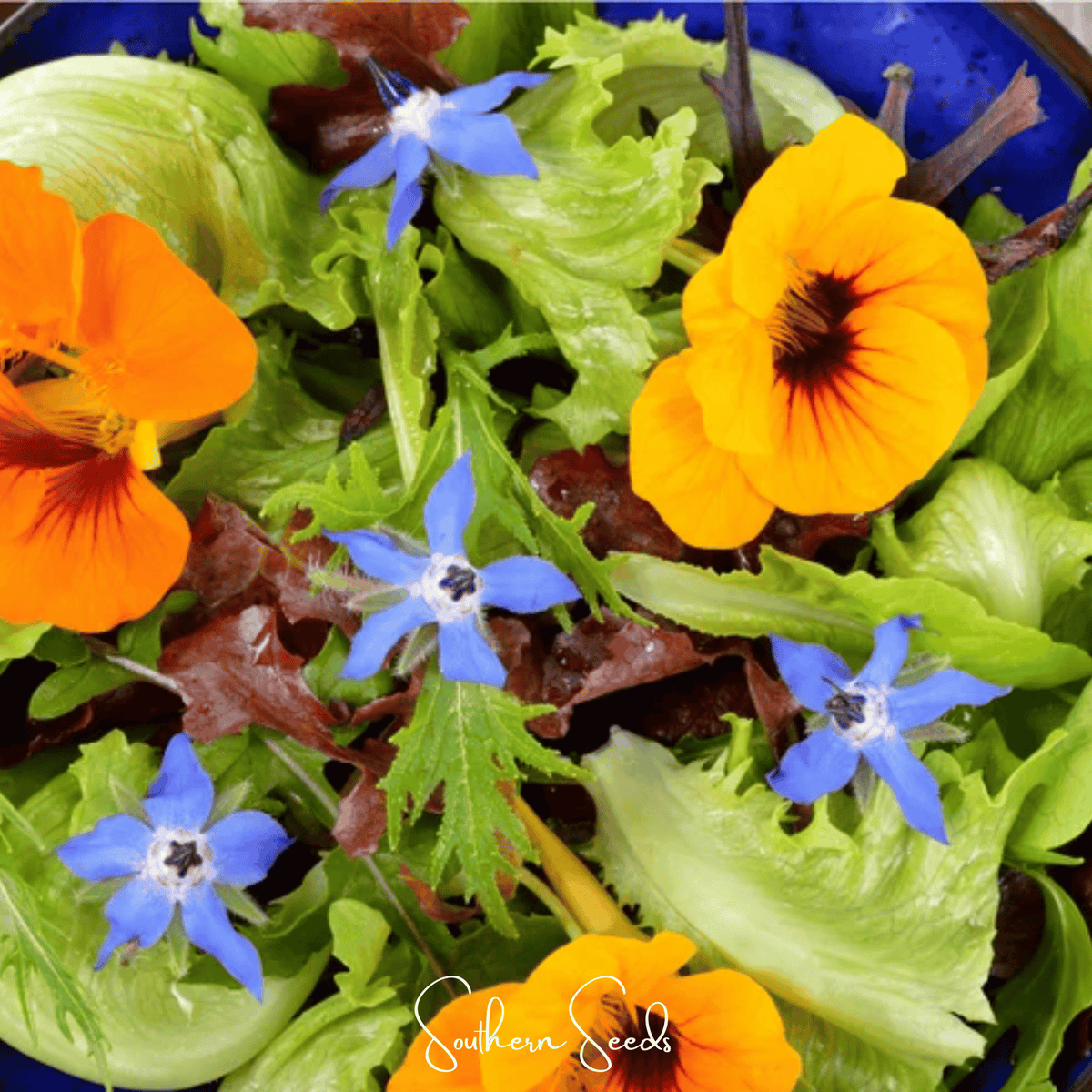 Tom Thumb Dwarf Nasturtium – 25 Seeds
