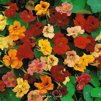 Tom Thumb Dwarf Nasturtium – 25 Seeds