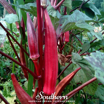 Red Burgundy Okra – 50 Seeds