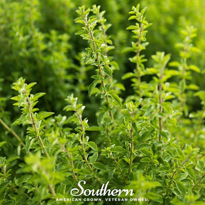 Italian Oregano – 200 Seeds