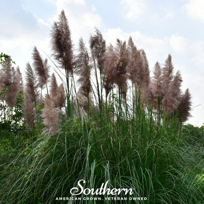 Pink Pampas Grass – 100 Seeds
