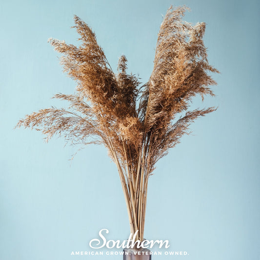 Pink Pampas Grass – 100 Seeds