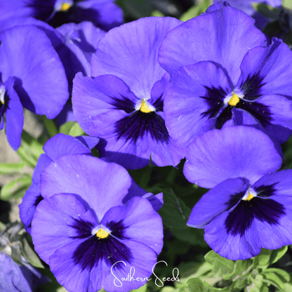 Swiss Giant Ullswater Pansy – 50 Seeds