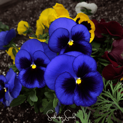 Swiss Giant Ullswater Pansy – 50 Seeds