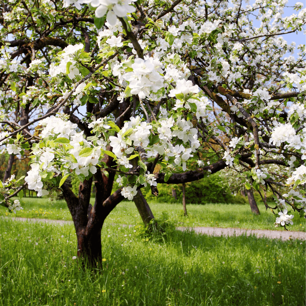 Paradise Apple Tree – 25 Seeds