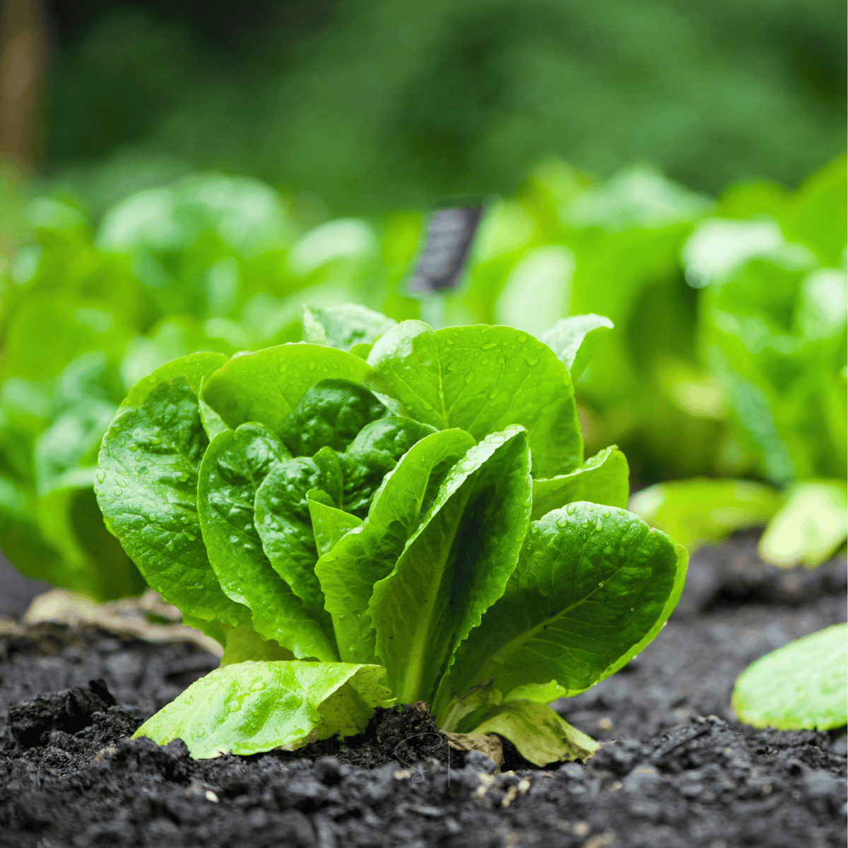 Parris Island Cos Lettuce – 500 Seeds