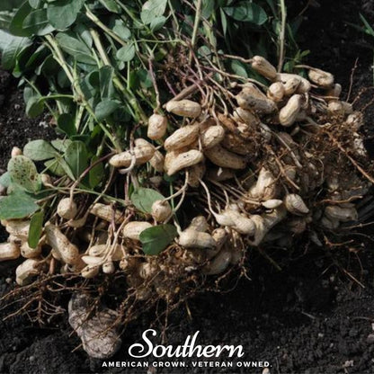 Tennessee Red Peanuts – 10 Seeds