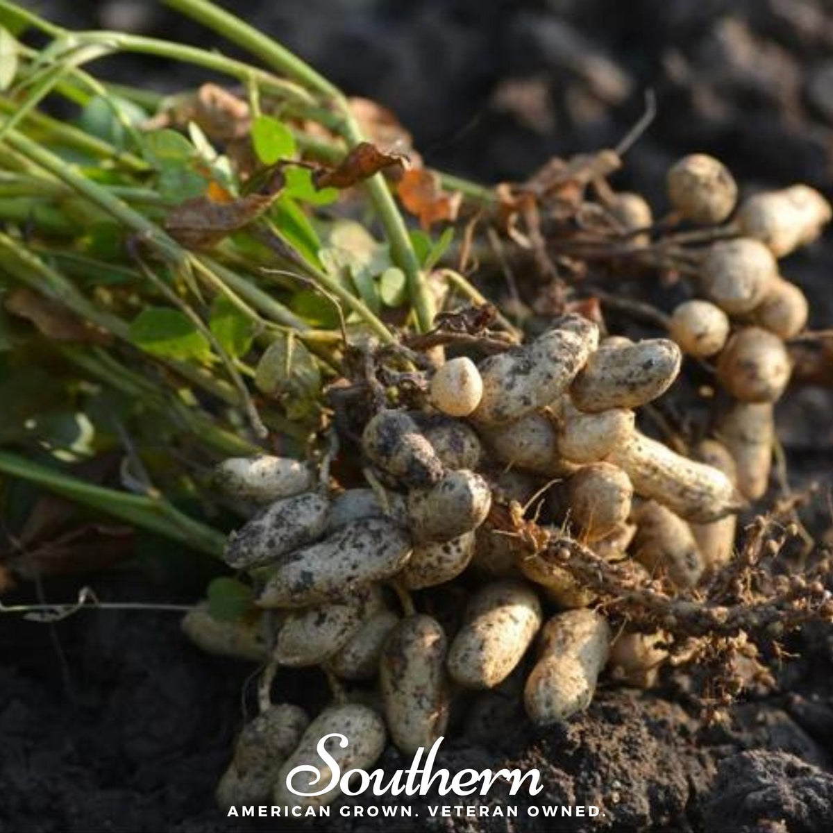 Tennessee Red Peanuts – 10 Seeds