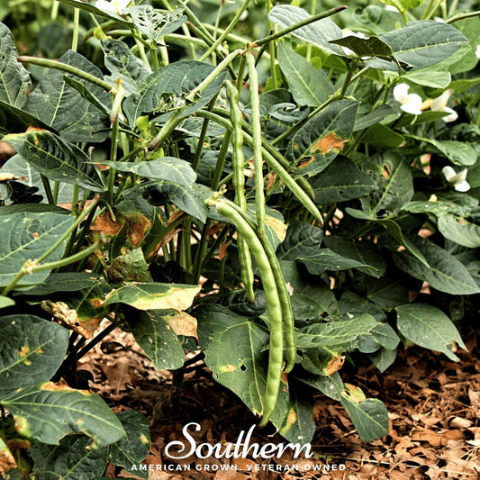 California Blackeye Peas – 20 Seeds