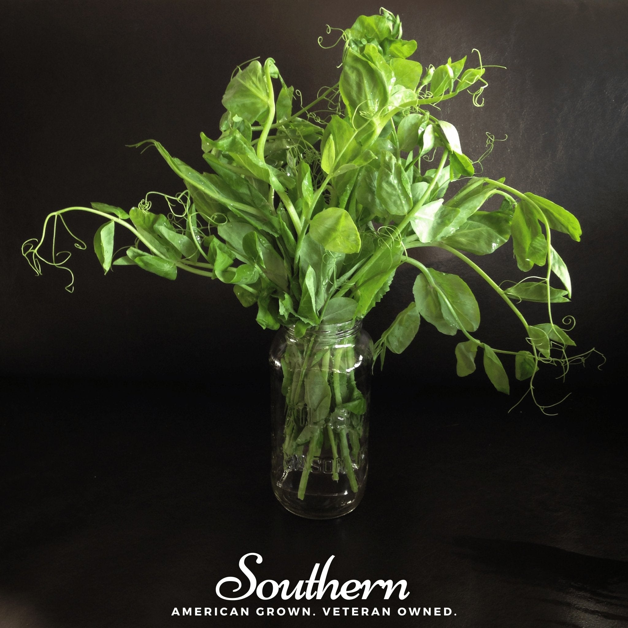 Field Shoots Peas – 100 Seeds