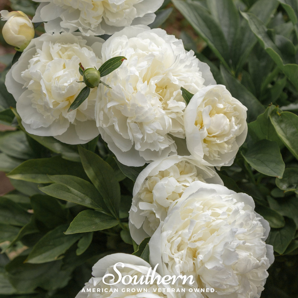 Cream Peony Poppy – 100 Seeds