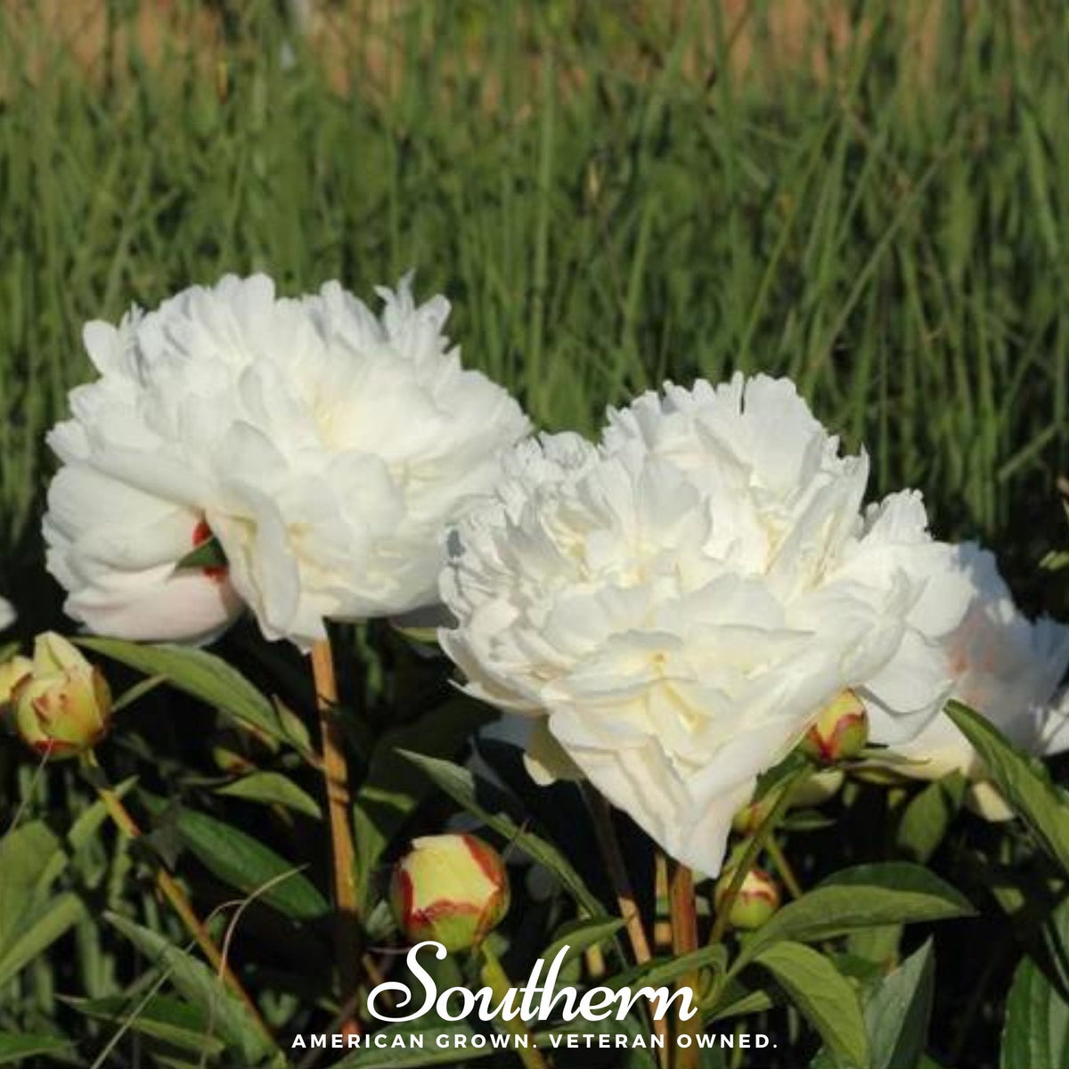 Cream Peony Poppy – 100 Seeds
