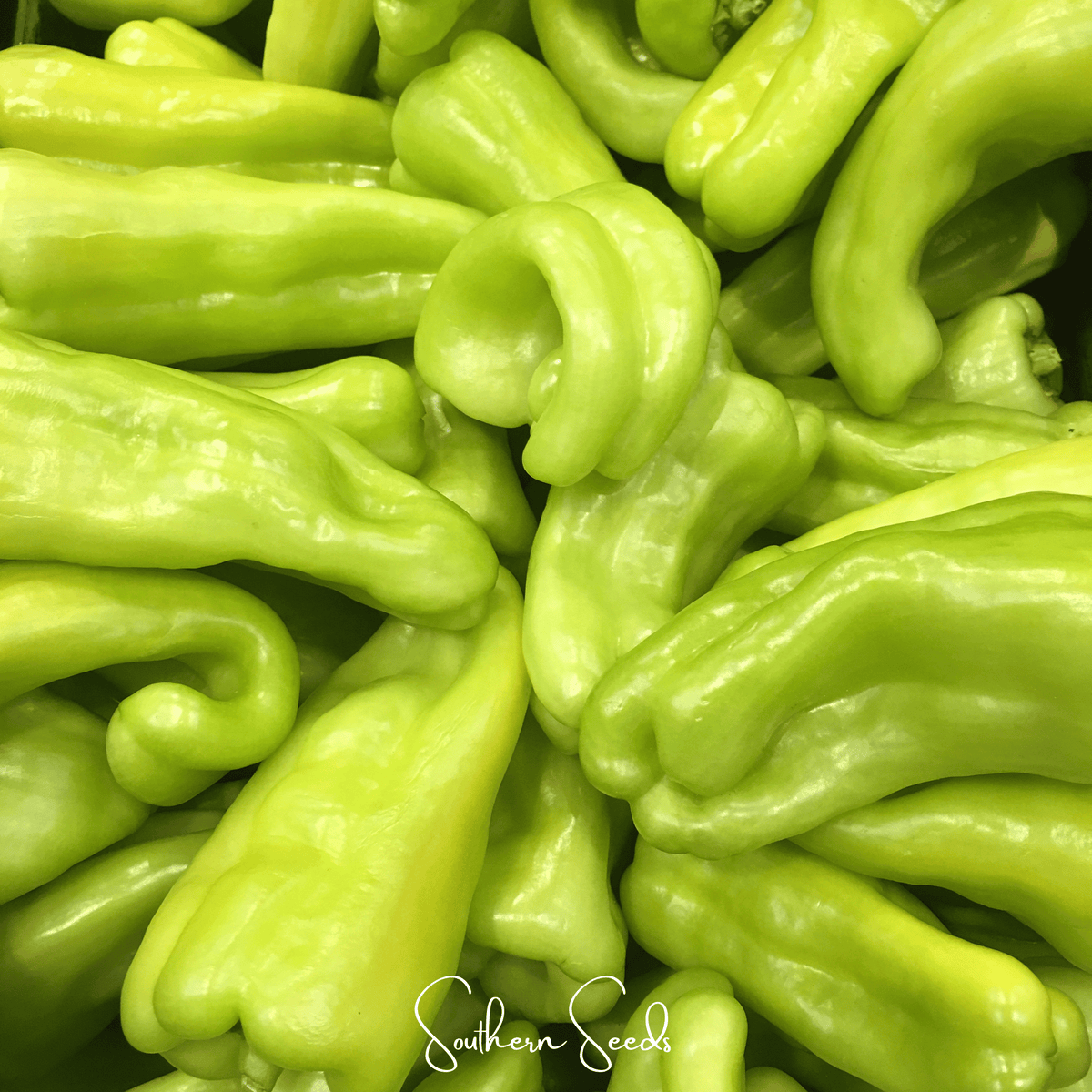 Cubanelle Sweet Pepper – 25 Seeds