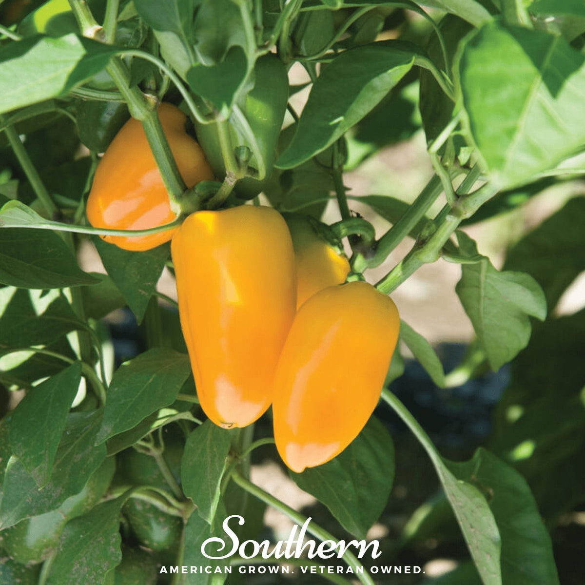 Lunchbox Sweet Pepper – 25 Seeds