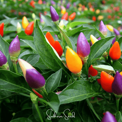 Ornamental Pepper Mix – 30 Seeds