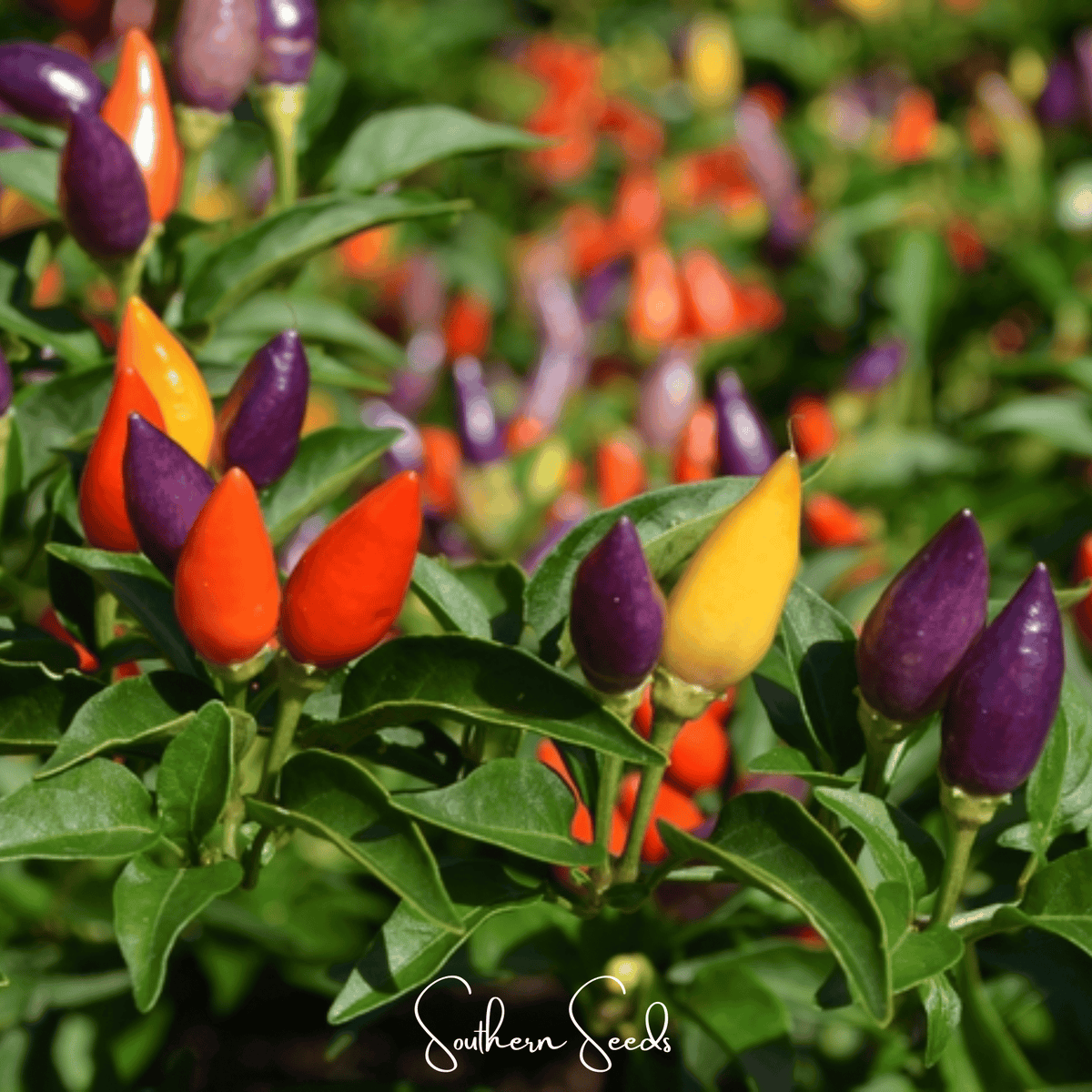 Ornamental Pepper Mix – 30 Seeds