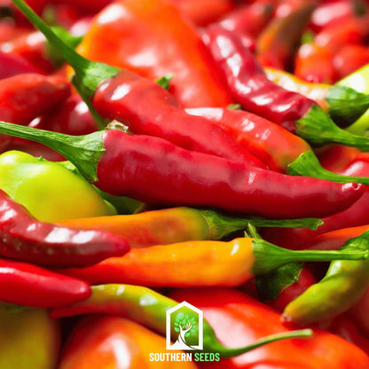 Pepper Seed Collection – 6 Essential Heirloom Peppers