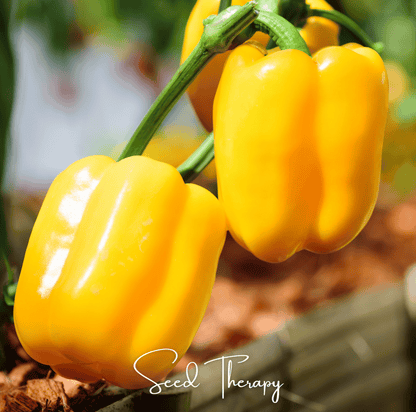 Sunbright Bell Pepper – 30 Seeds