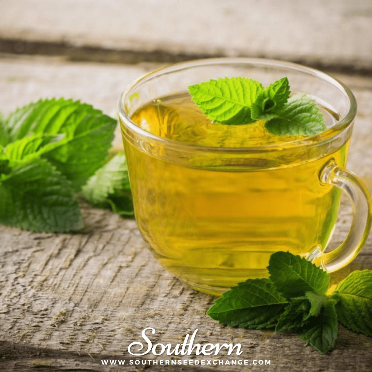 Peppermint – 100 Seeds