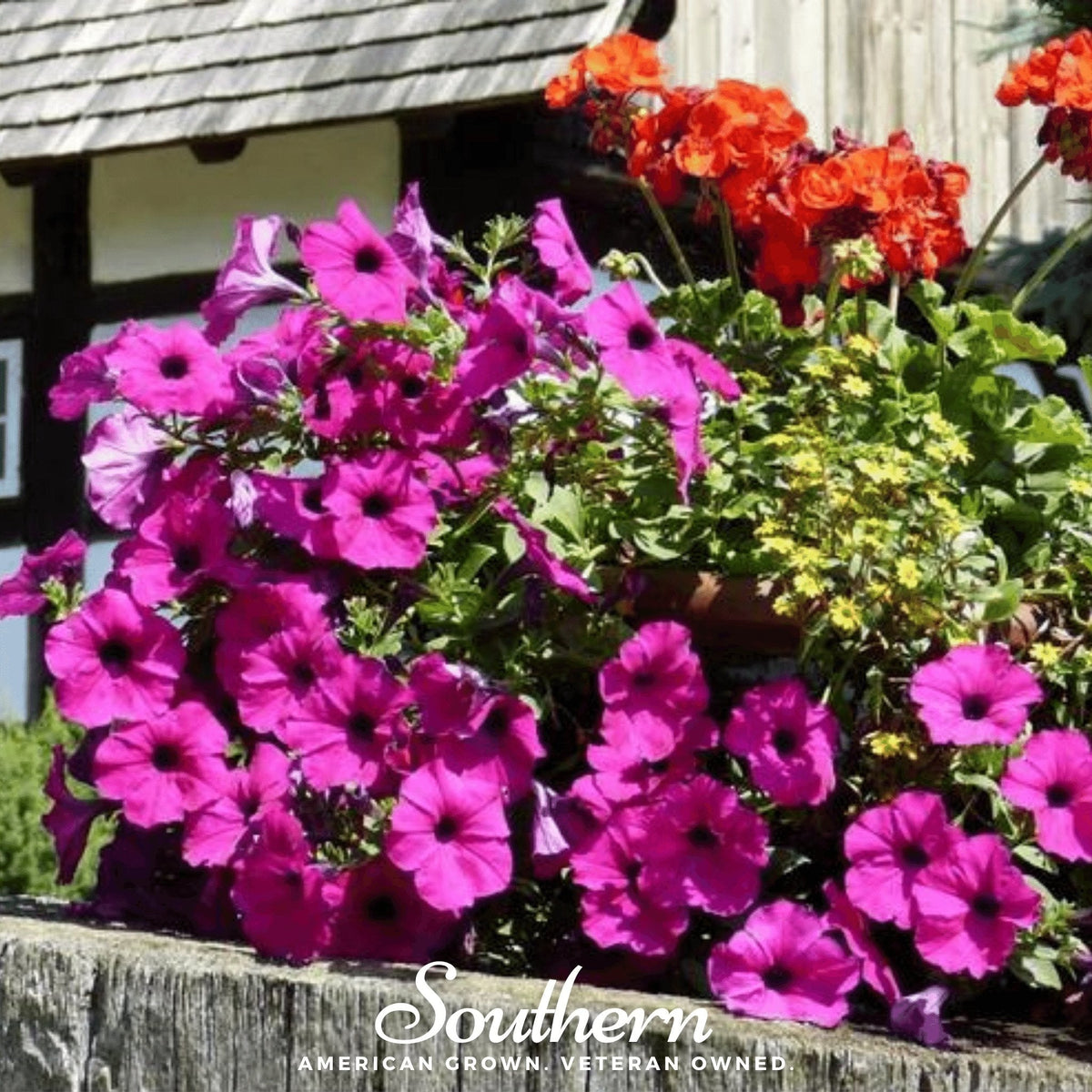 Shanin Wild Petunia – 250 Seeds