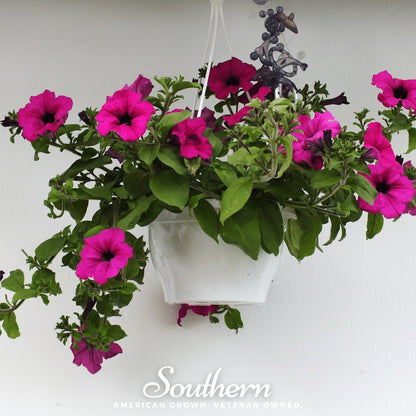 Shanin Wild Petunia – 250 Seeds