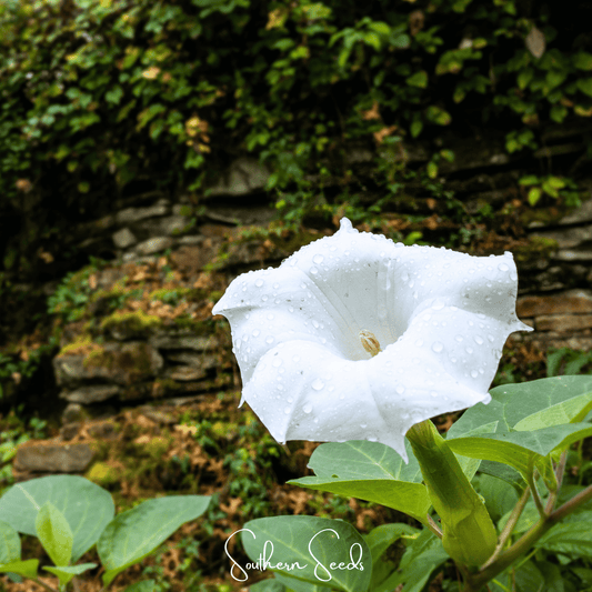 Pixie Patch Seed Collection – 10 Enchanted Varieties