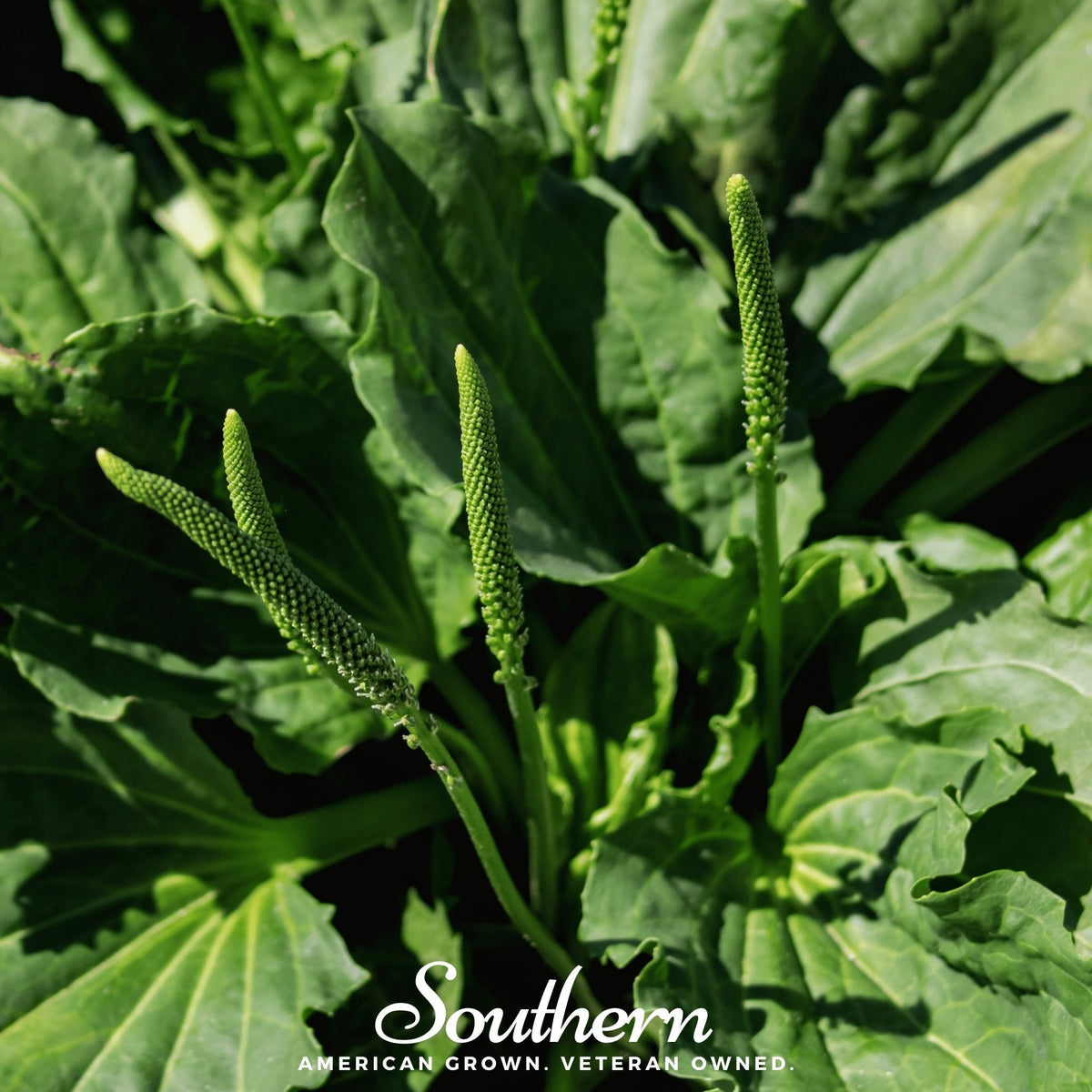 Plantain – 100 Seeds