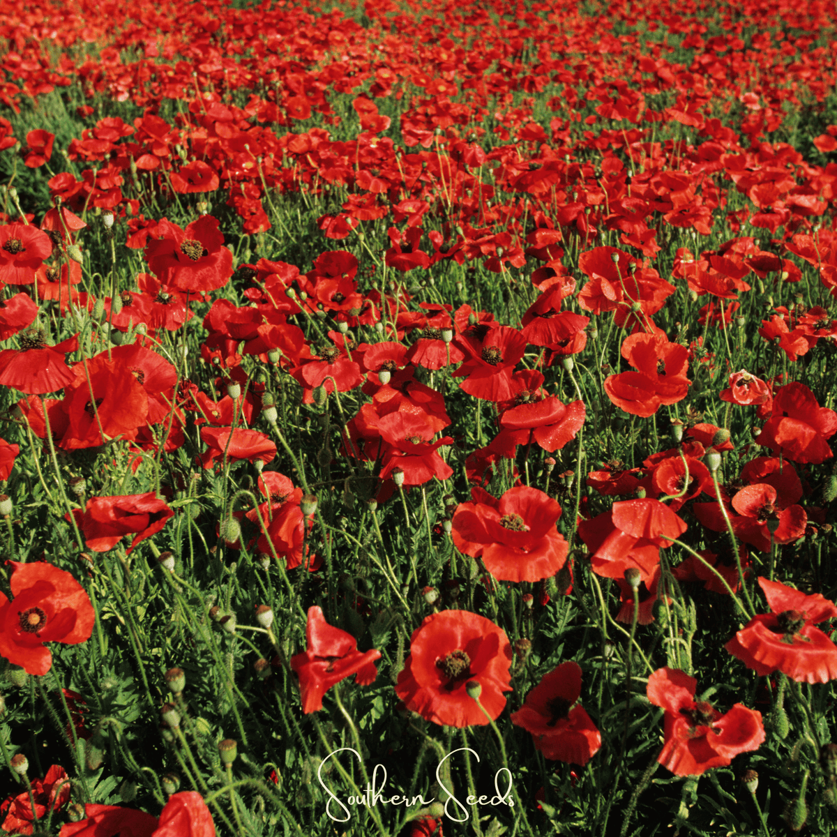 American Legion Poppy – 100 Seeds