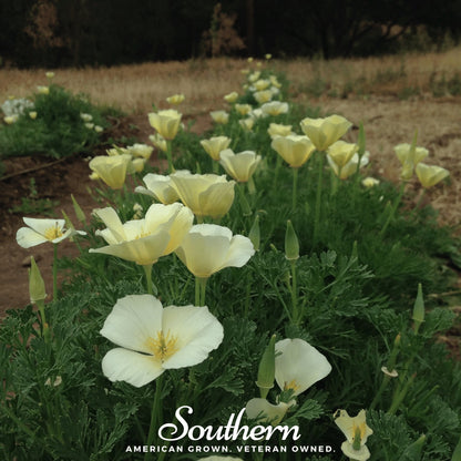 Ivory Castle California Poppy – 50 Seeds
