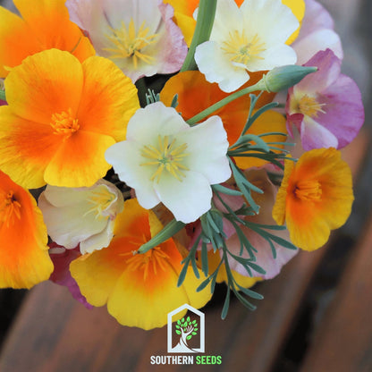 California Poppy Mix – 200 Seeds