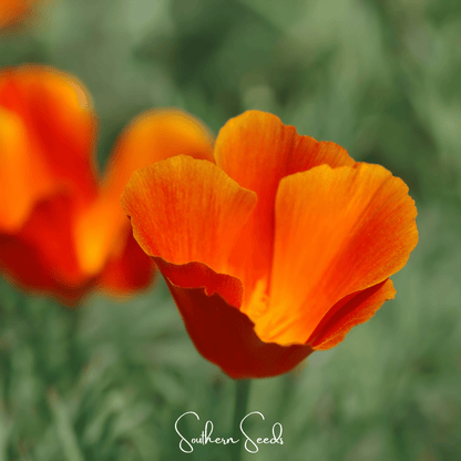 Red Chief California Poppy – 200 Seeds