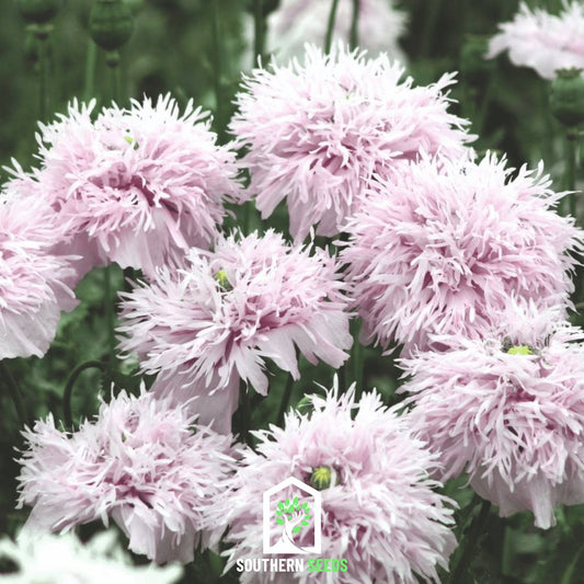 Lilac Pompon Poppy – 100 Seeds