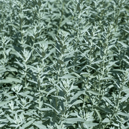 Prairie Sage – 100 Seeds