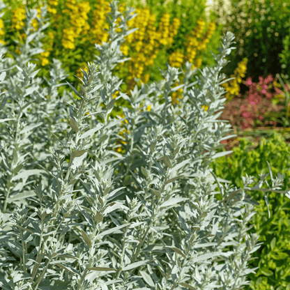 Prairie Sage – 100 Seeds