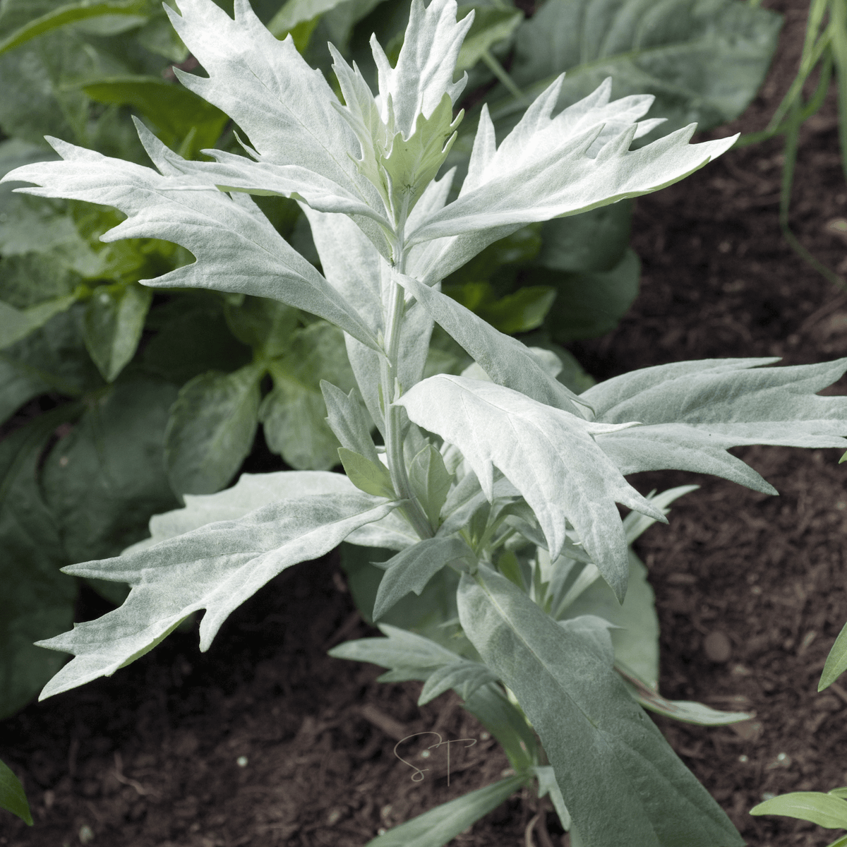 Prairie Sage – 100 Seeds