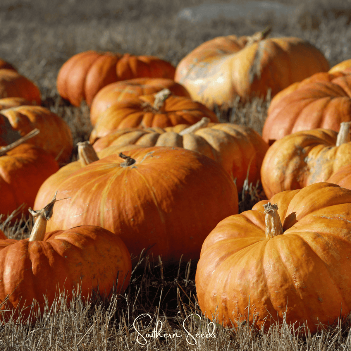 Cinderella Pumpkin – 10 Seeds