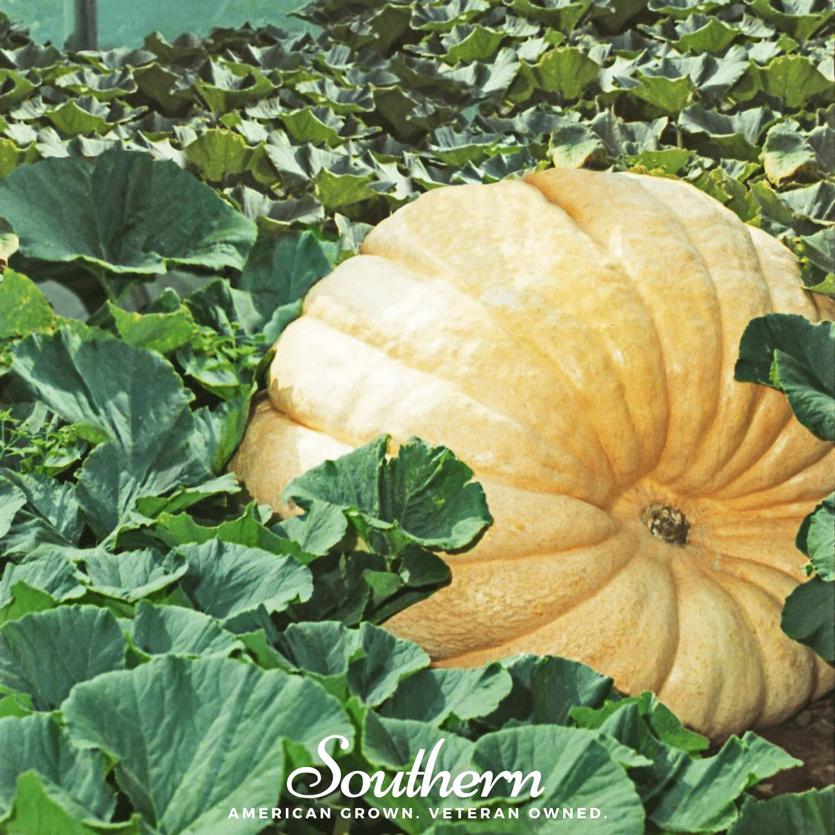 Dills Atlantic Giant Pumpkin – 5 Seeds
