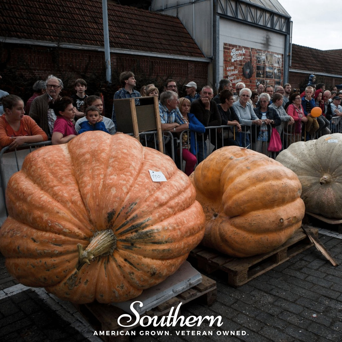 Dills Atlantic Giant Pumpkin – 5 Seeds