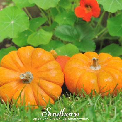 Jack Be Little Pumpkin – 25 Seeds