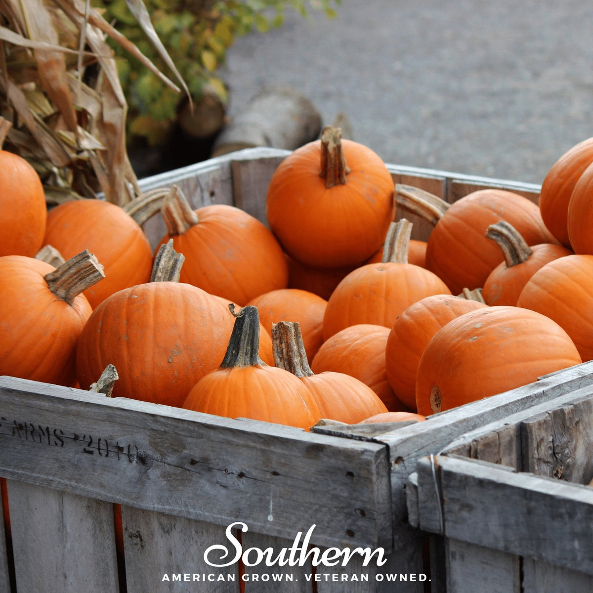 Small Sugar Pumpkin – 15 Seeds