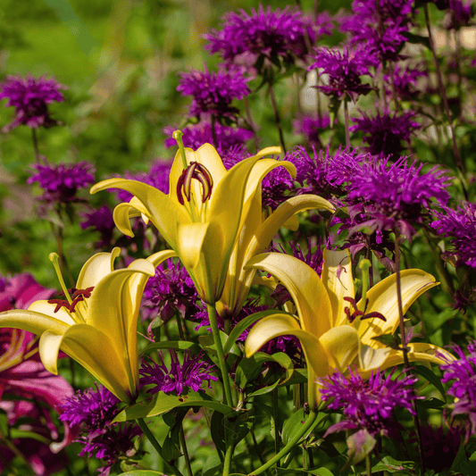 Purple Bee Balm – 50 Seeds