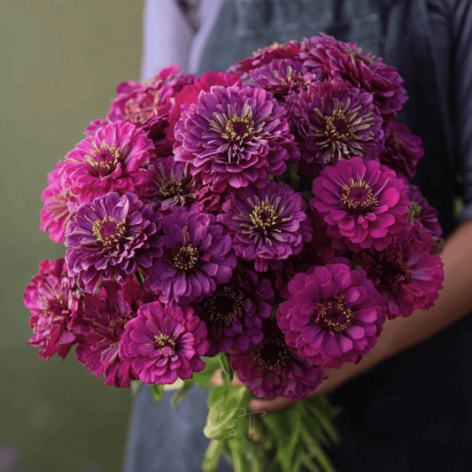Purple Prince Zinnia – 100 Seeds