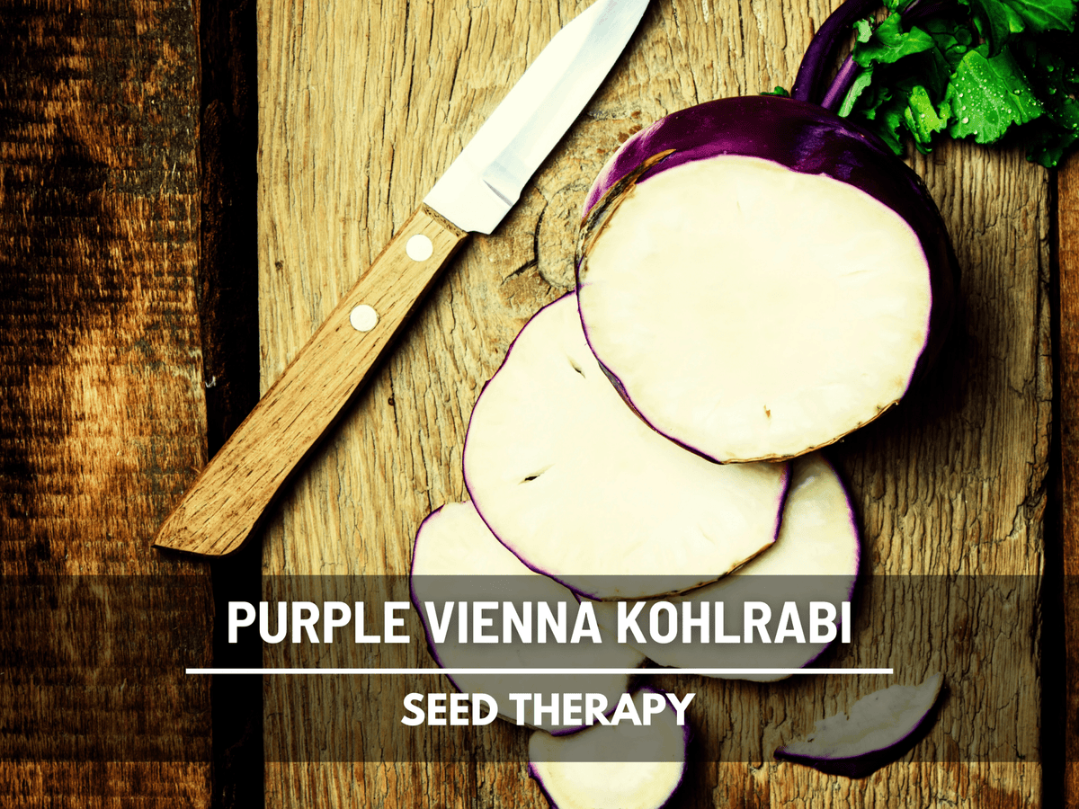 Purple Vienna Kohlrabi – 100 Seeds