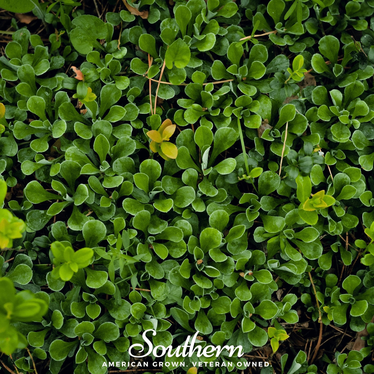 Purslane – 100 Seeds