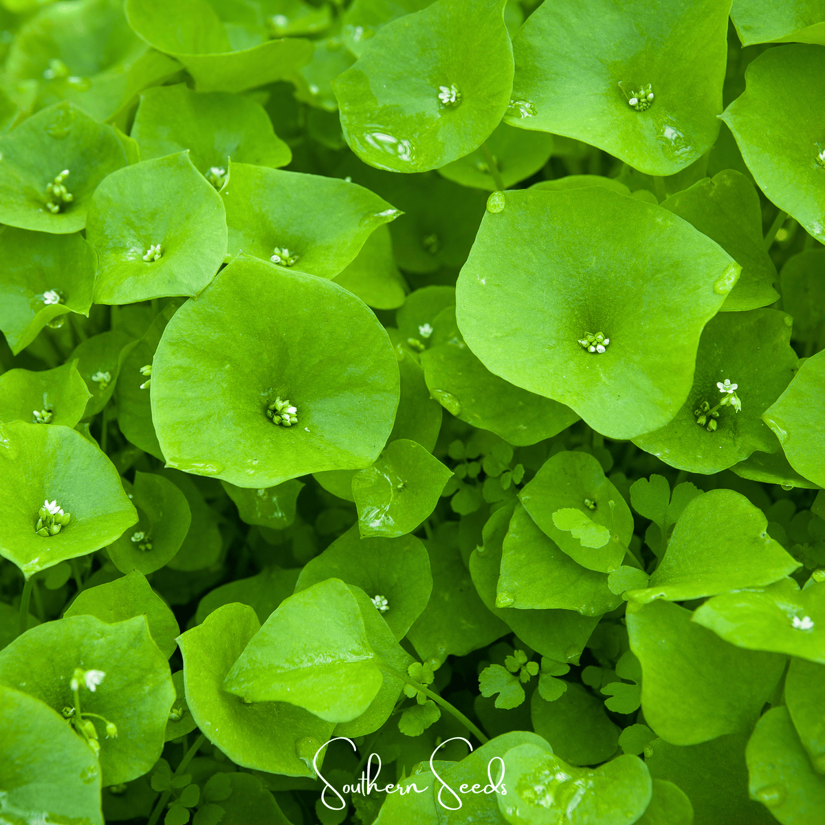 Winter Purslane, Miner’s Lettuce – 100 Seeds